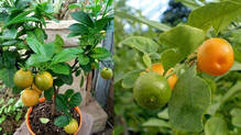 mosambi-