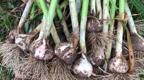garlic-.1.4008755