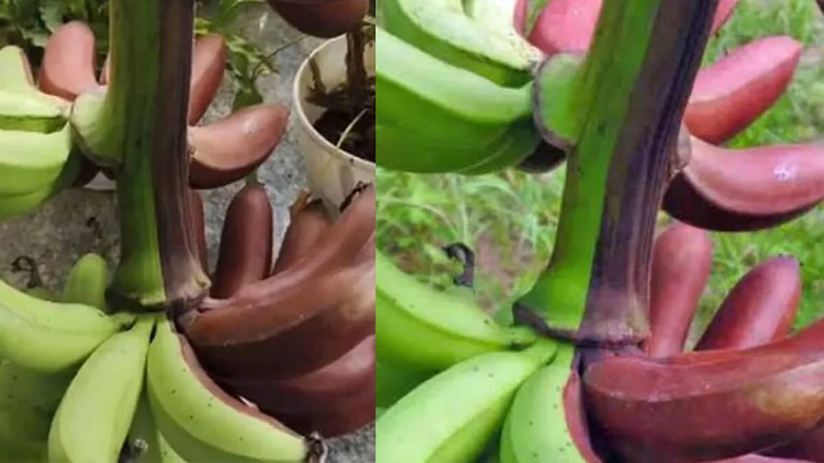 banana-