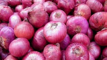 onion-sale-horticorp-rs-35-per-kg