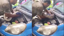 seven-foot-python-found-inside-car-in-mumbai