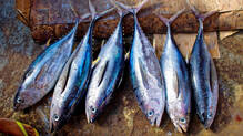 explainer-tuna-parasitic-worms-safety