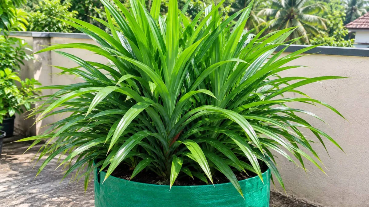 rambha-plant-