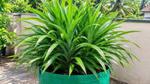 rambha-plant-