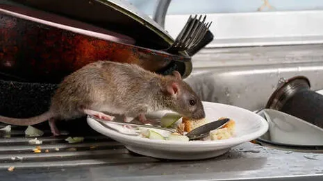 rat.1.4012946