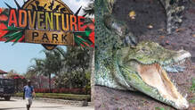 crocodile-handler-killed-at-papua-new-guinea-wildlife-park