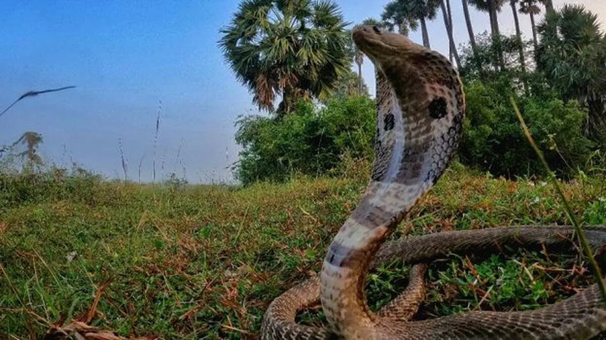 snake-bites