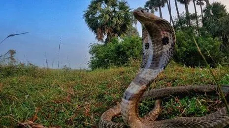 snake-bites.1788886108