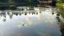 parassuvaykkal-ponnamkulam-remains-neglected-despite-renovation