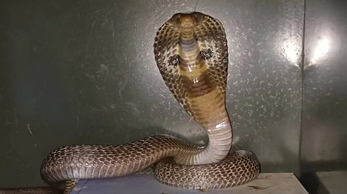 snake