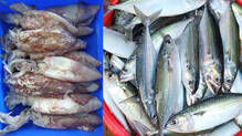 vizhinjam-fish-