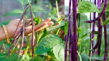 violet-beans-