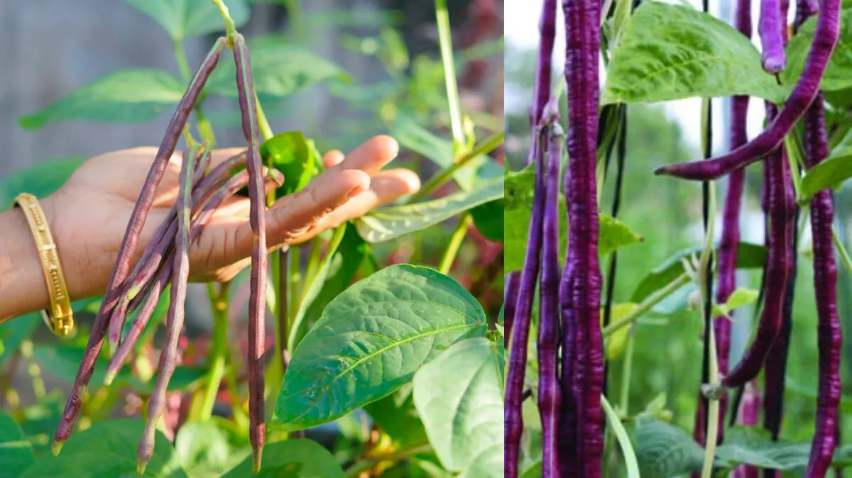violet-beans-