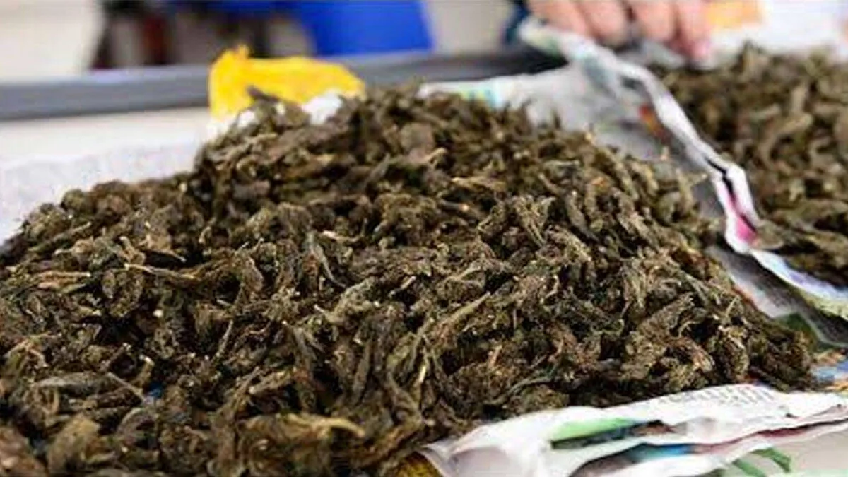 ganja