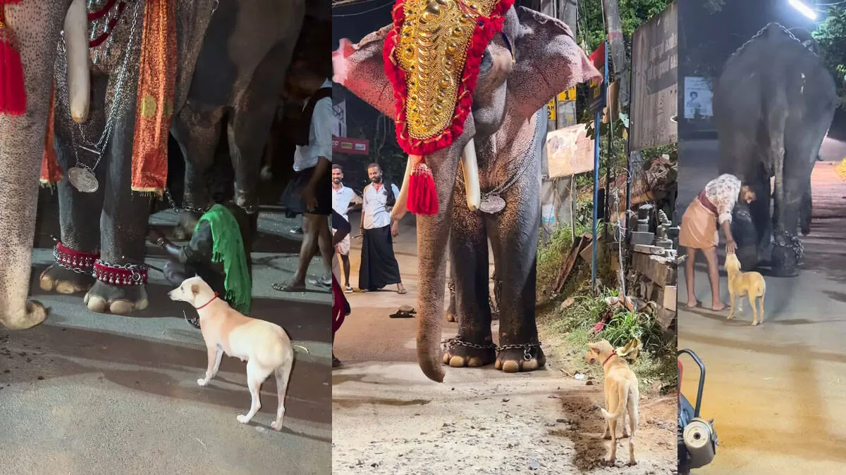 elephant