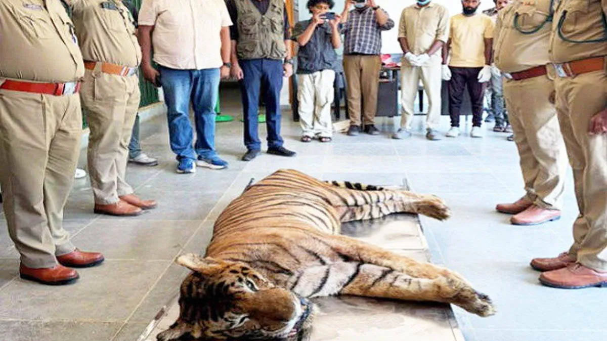 nandhu-tiger