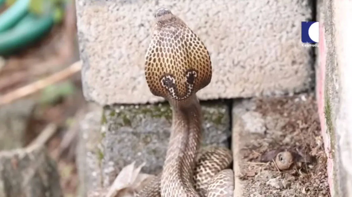 snake