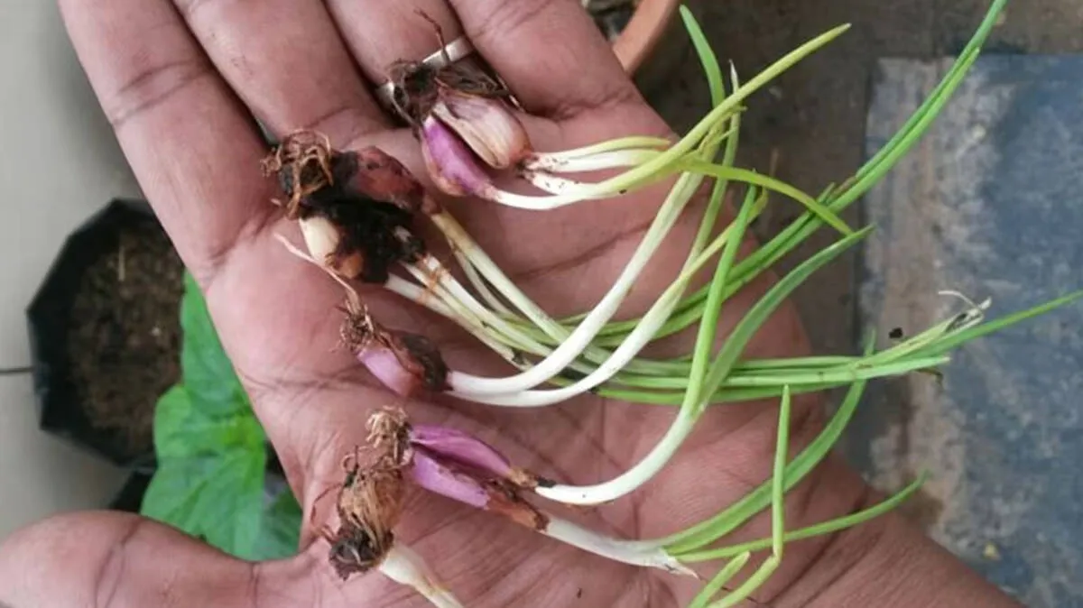onion