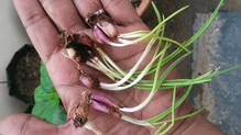 onion