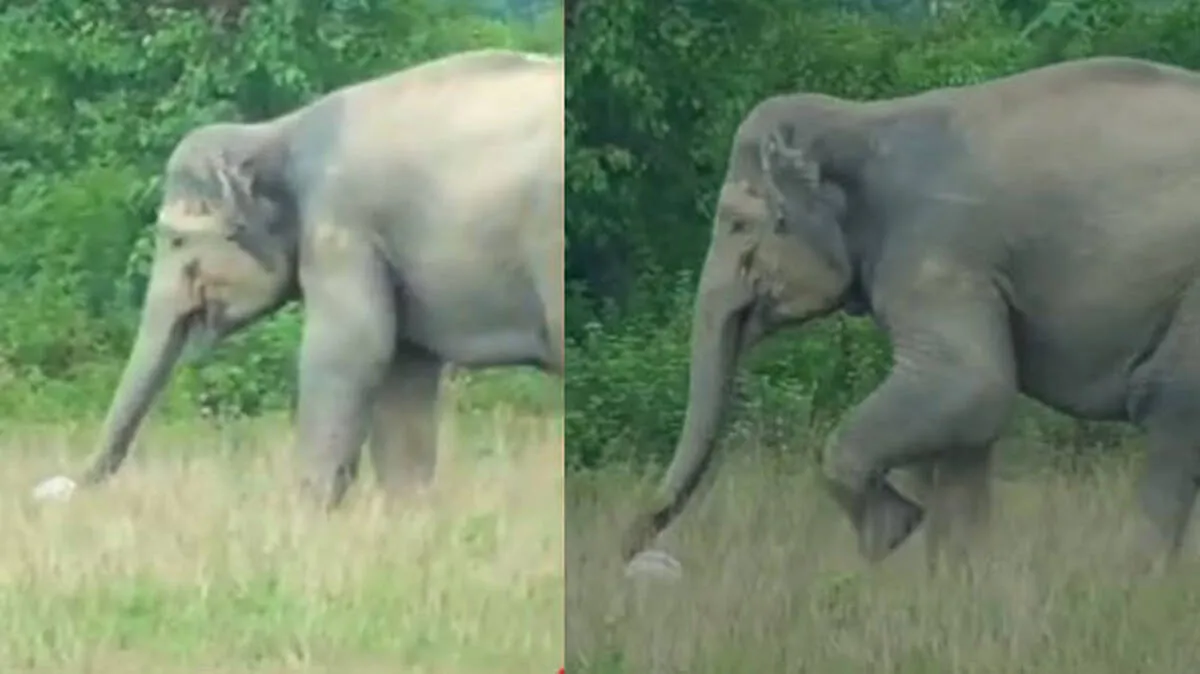 wild-elephant