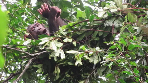 chimpanzee