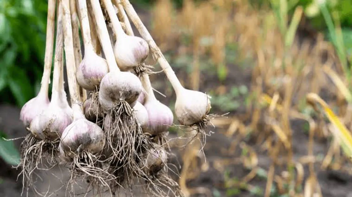 garlic-farming
