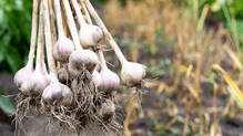 garlic-farming