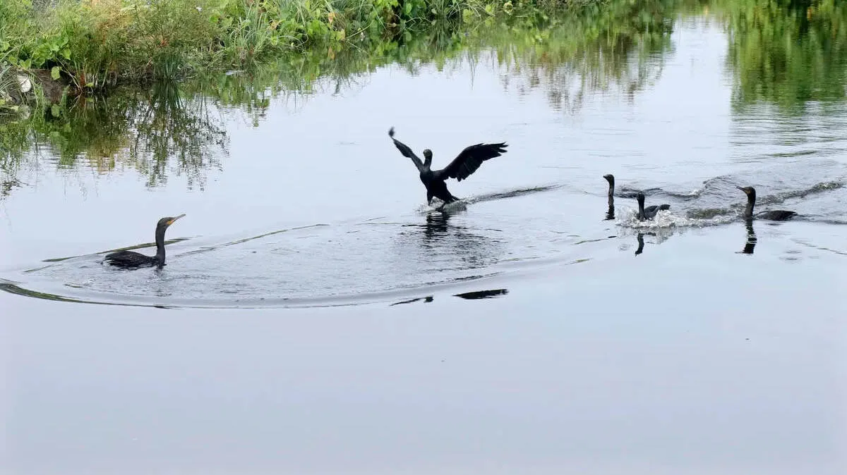 pond