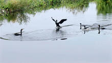 thavalayillakkulam-residents-seek-restoration-of-pond-from-water-hyacinth-overgrowth