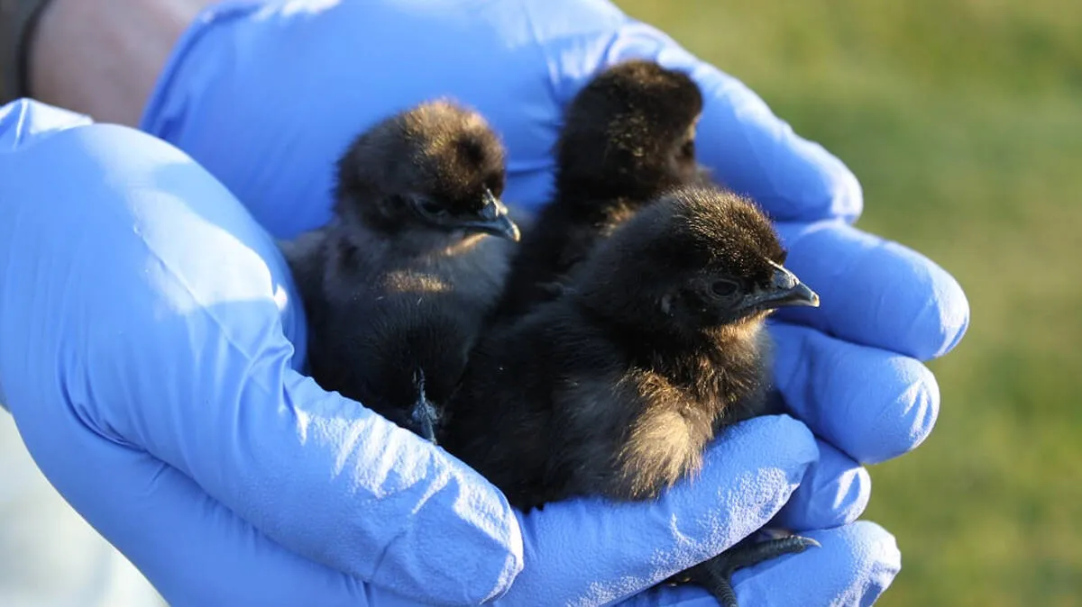 ayam-cemani-chicks