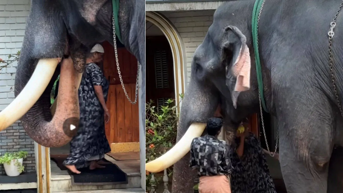 elephant