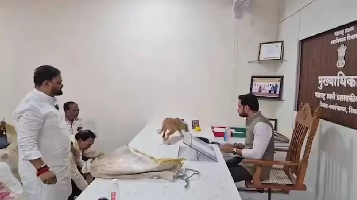 stray-dogs