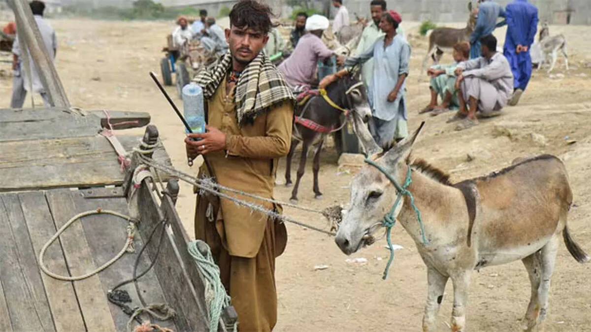 donkey-