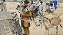 pakistan-donkey-slaughter-china-ejiao-trade-gwadar