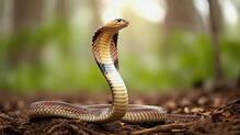kannur-snake-population-increase