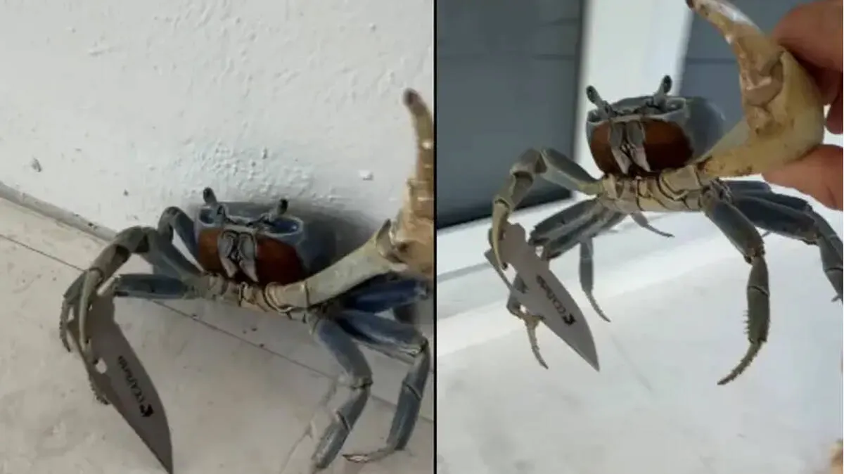 crab