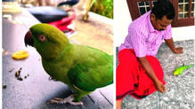 parrot