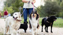 dog-walk