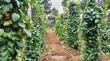 kerala-farmers-