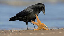 crows