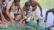 300-kg-giant-crocodile-forest-department-trap