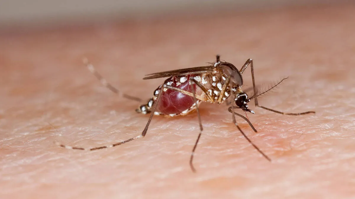 mosquito
