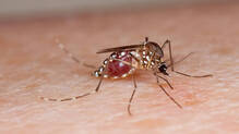 mosquito