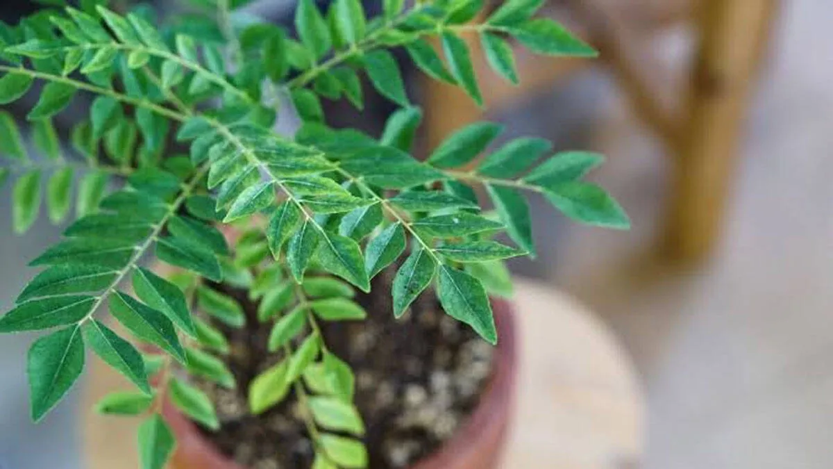 curry-tree