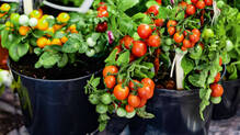 vegetable-garden