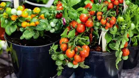 vegetable-garden.1.4034807