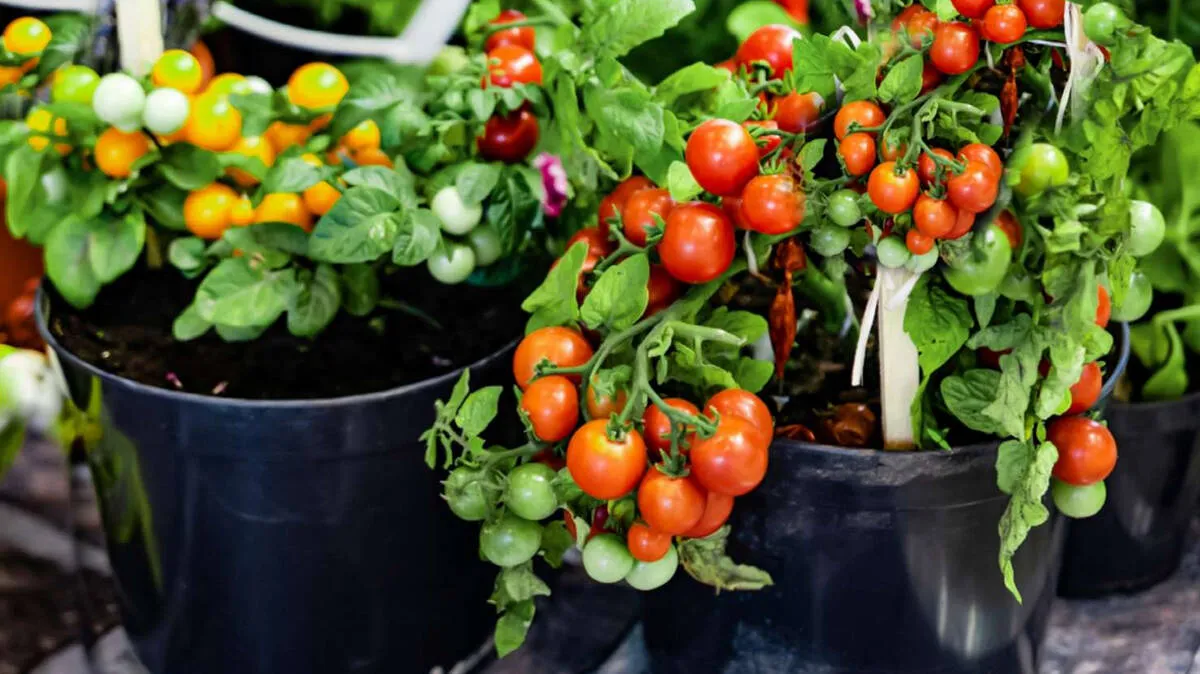 vegetable-garden