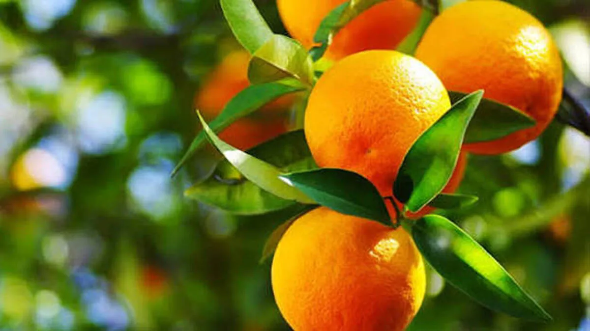 oranges
