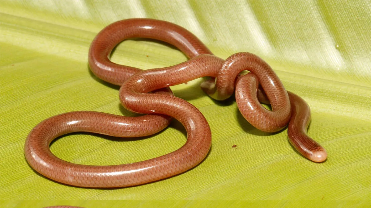 blind-snake