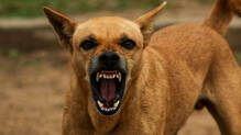 kannur-panoor-stray-dog-attack